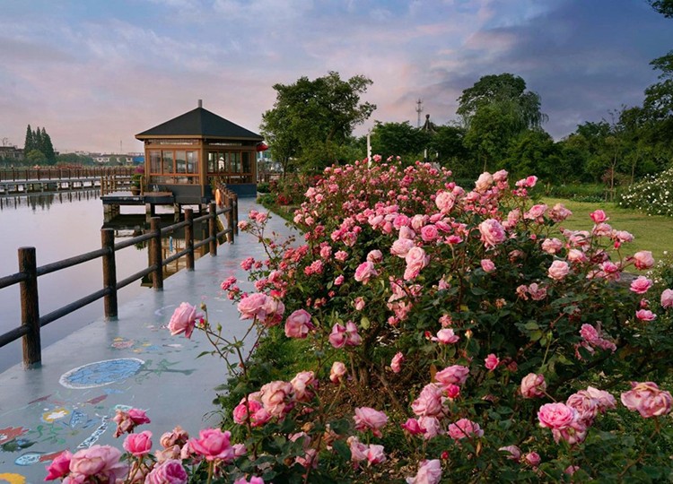 無錫團建基地-鵝湖玫瑰園